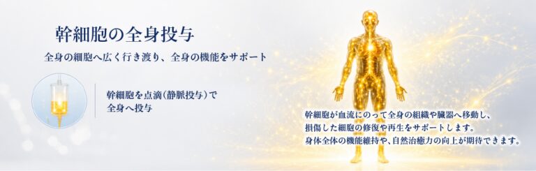 幹細胞を静脈から点滴で全身に投与する方法のイメージ