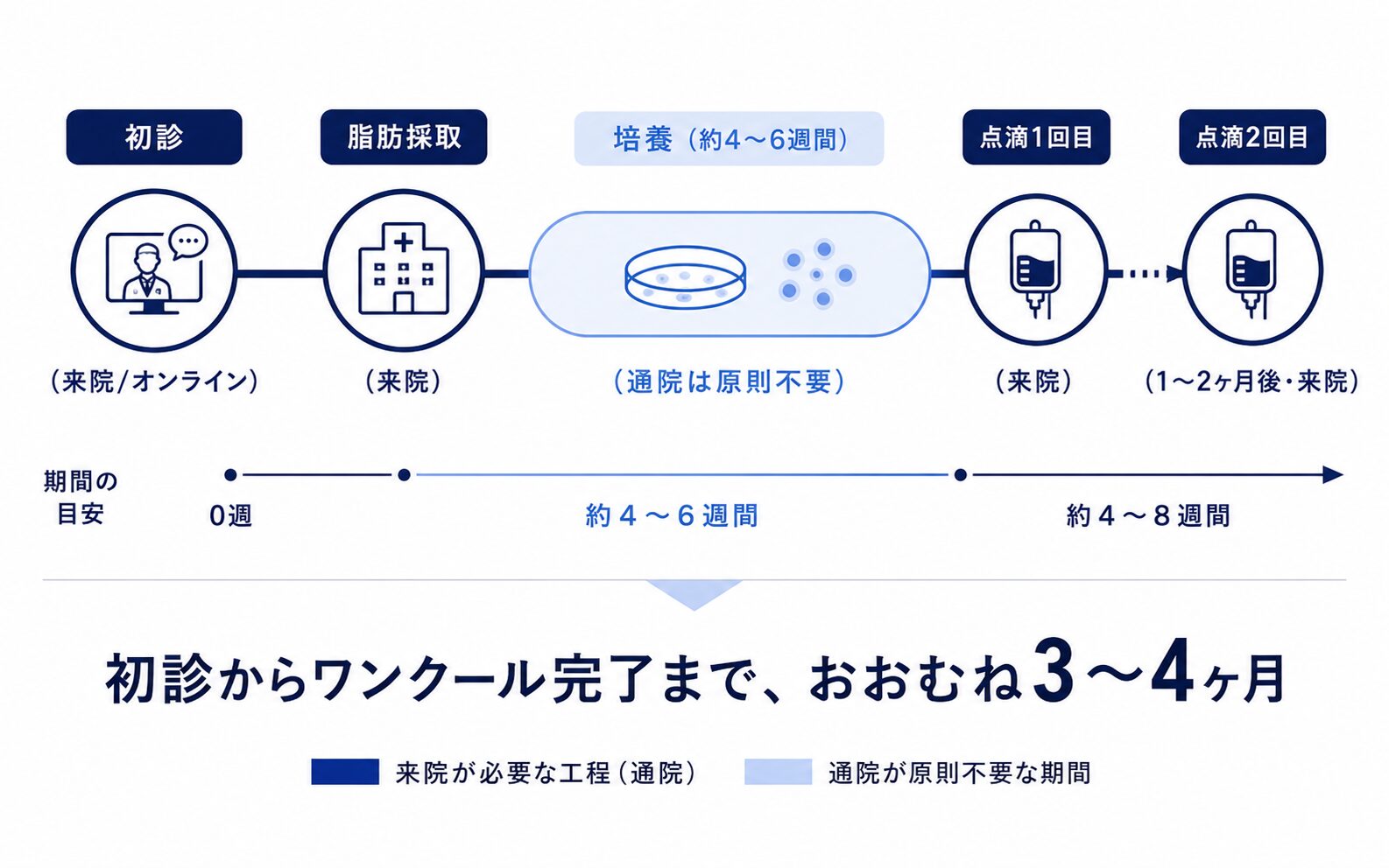 初診から脂肪採取・約4〜6週間の培養・点滴1回目・1〜2ヶ月後の2回目までの流れを時間軸で示した図解