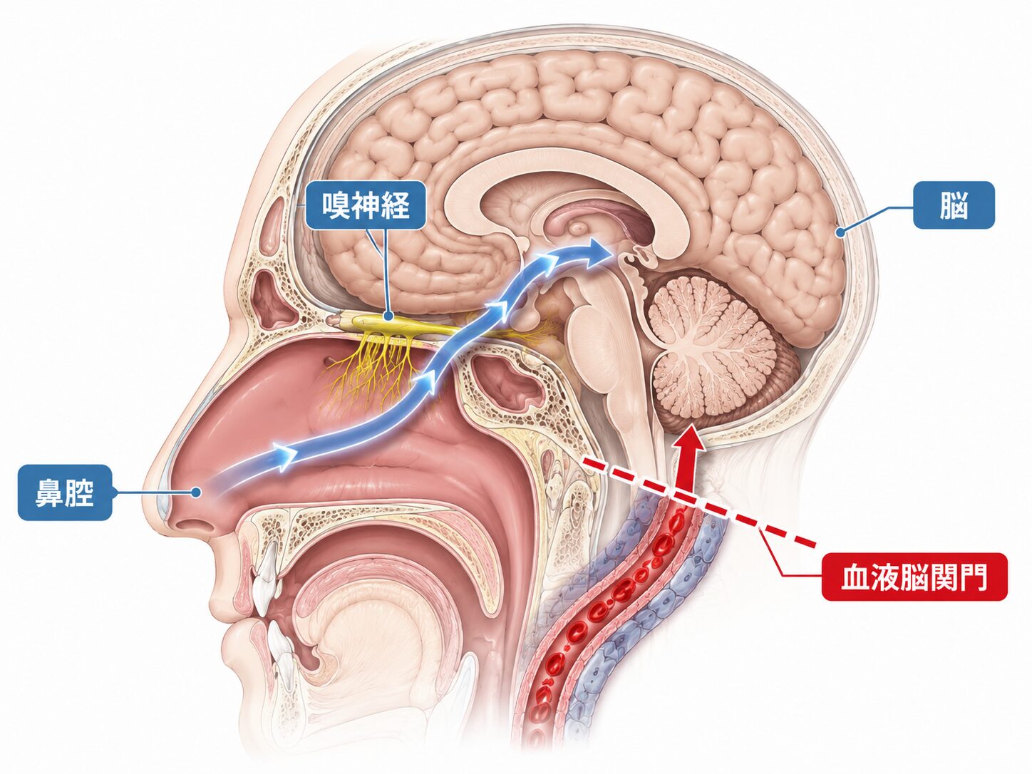鼻腔から嗅神経を経て脳へ向かう経路と、血管から脳へ向かう経路をさえぎる血液脳関門の位置を示した解剖図