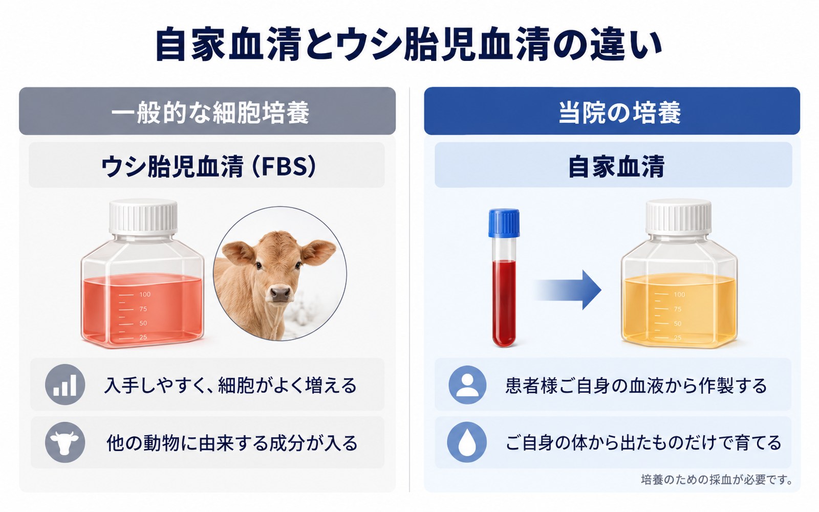 細胞培養に使う血清の違い。一般的な細胞培養ではウシ胎児血清が用いられるのに対し、当院では患者様ご自身の血液から作製した自家血清を使用し、他の動物に由来する成分を使わない