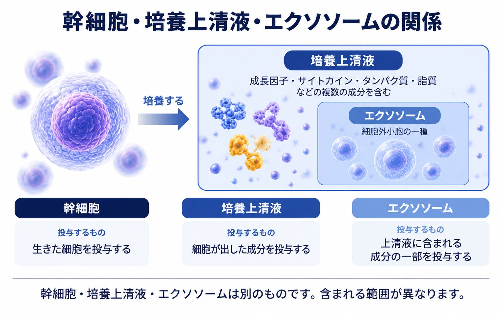 幹細胞培養液・培養上清液・エクソソームの関係を示した図。培養後に得られる上清液には複数の成分が含まれ、エクソソームはそのうちの細胞外小胞の一種として上清液の中に含まれる